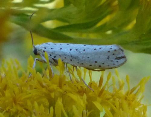 Yponomeuta evonymella